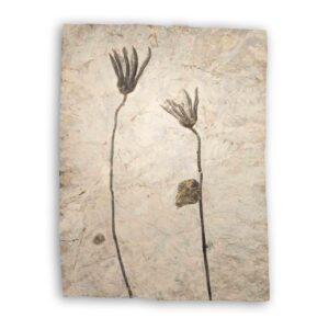 Fossil aus Allverdissen, Mittlere Trias – ca. 245 Millionen Jahre alt, 56 × 42 cm