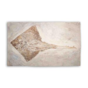 Geigenrochen Fossil Rhinobatos sp. aus Hagula, Libanon – Kreidezeit, ca. 90 Millionen Jahre alt