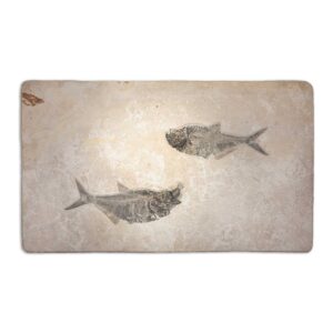 "Aspiration" Diplomystus dentatus