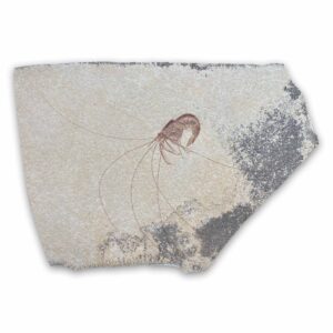 Fossiler Krebs Aeger aus den Solnhofener Plattenkalken, Oberjura, ca. 155 Millionen Jahre alt