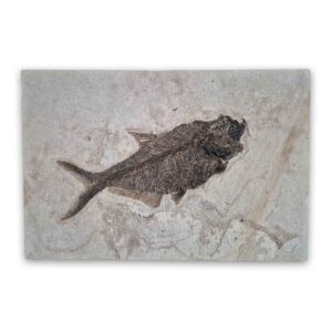 Diplomystus dentatus Aspiration Fossil aus der Green River Formation, Eozän, ca. 50 Millionen Jahre alt