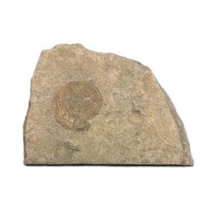 Ammonit Dactyloceras aus dem Schwarzen Jura mit kräftiger Berippung, ca. 175 Millionen Jahre alt