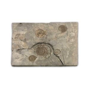 Ammonit Dactyloceras aus dem Schwarzen Jura mit kräftiger Berippung, ca. 175 Millionen Jahre alt