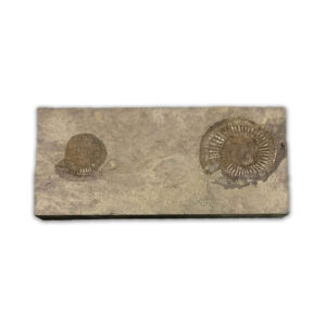 Ammonit Dactyloceras aus dem Schwarzen Jura mit kräftiger Berippung, ca. 175 Millionen Jahre alt