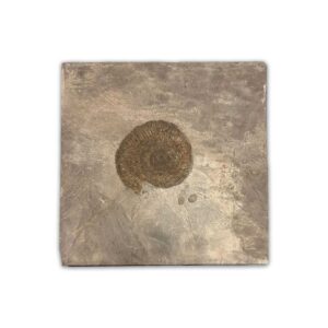 Ammonit Dactyloceras aus dem Schwarzen Jura mit kräftiger Berippung, ca. 175 Millionen Jahre alt