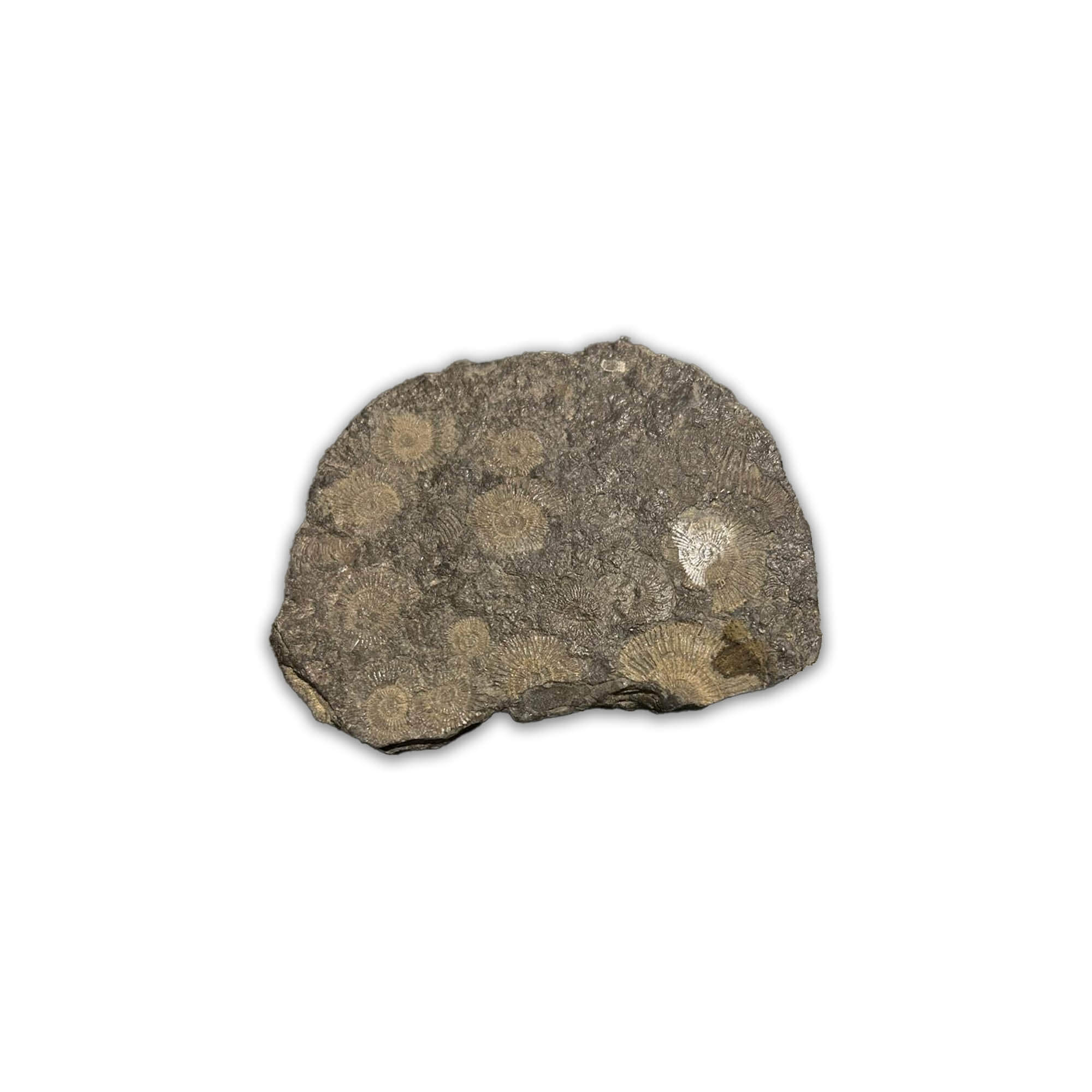 Ammonit Dactyloceras aus dem Schwarzen Jura mit kräftiger Berippung, ca. 175 Millionen Jahre alt