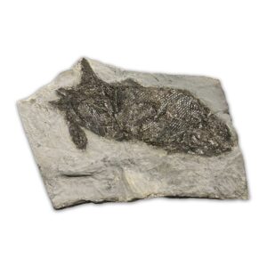 Paramblypterus Fossil aus dem Perm (Rotliegendes) von Odernheim, ca. 280 Millionen Jahre alt