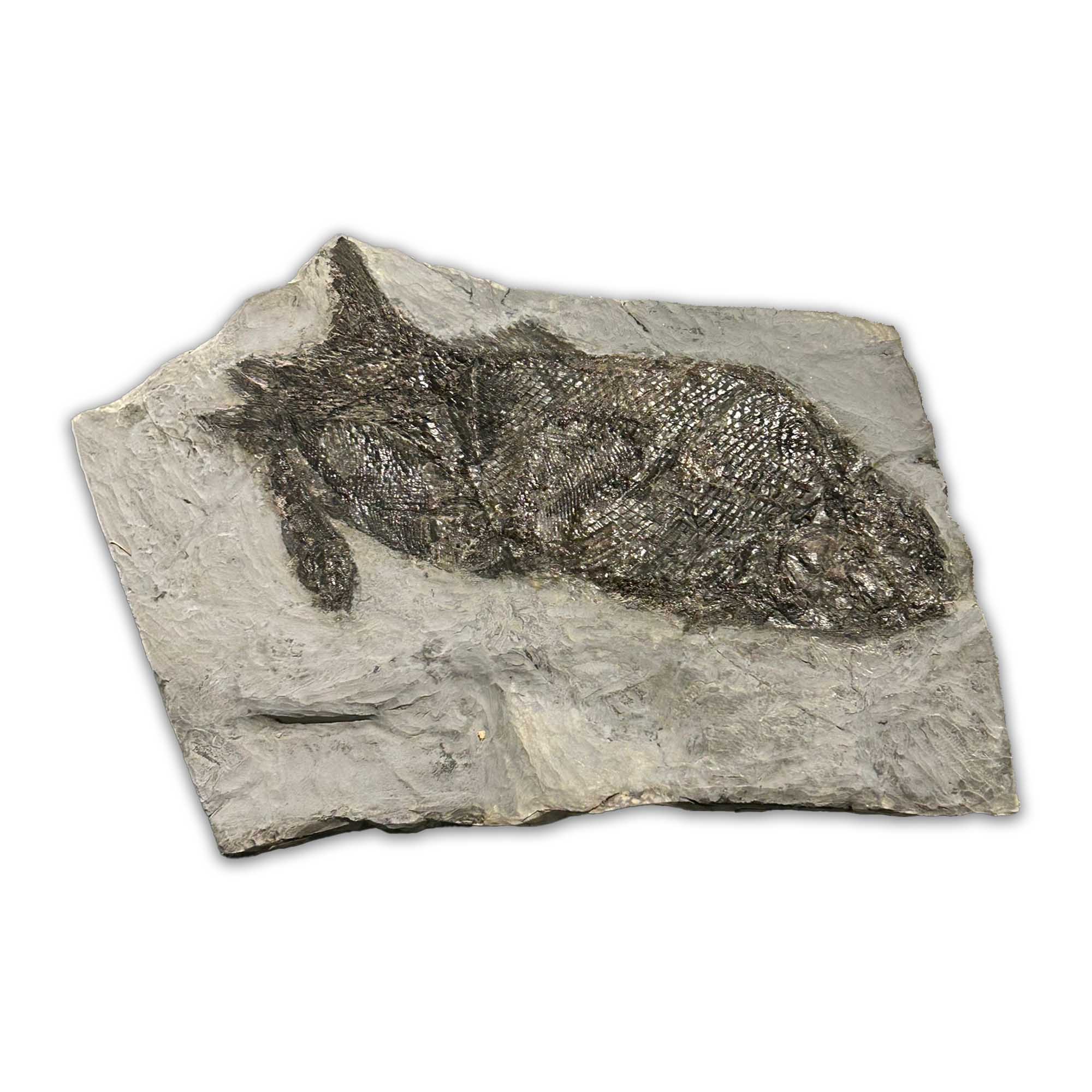 Paramblypterus Fossil aus dem Perm (Rotliegendes) von Odernheim, ca. 280 Millionen Jahre alt
