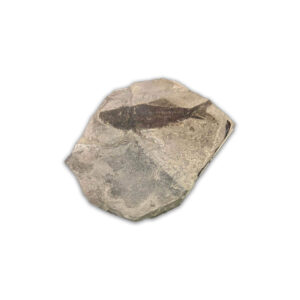 Paramblypterus Fossil aus dem Perm (Rotliegendes) von Odernheim, ca. 280 Millionen Jahre alt