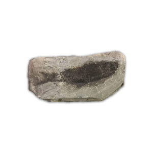 Paramblypterus Fossil aus dem Perm (Rotliegendes) von Odernheim, ca. 280 Millionen Jahre alt