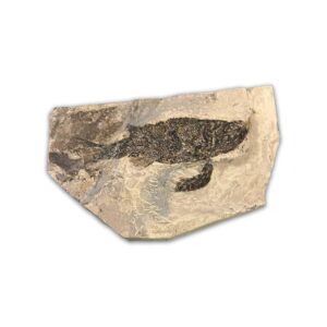 Paramblypterus Fossil aus dem Perm (Rotliegendes) von Odernheim, ca. 280 Millionen Jahre alt