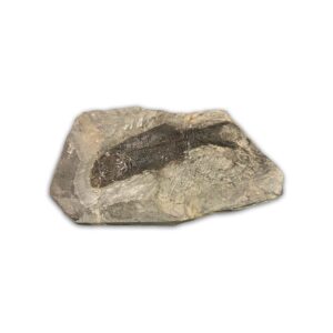 Paramblypterus Fossil aus dem Perm (Rotliegendes) von Odernheim, ca. 280 Millionen Jahre alt