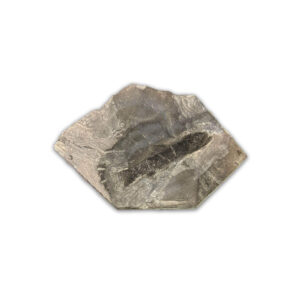 Paramblypterus Fossil aus dem Perm (Rotliegendes) von Odernheim, ca. 280 Millionen Jahre alt