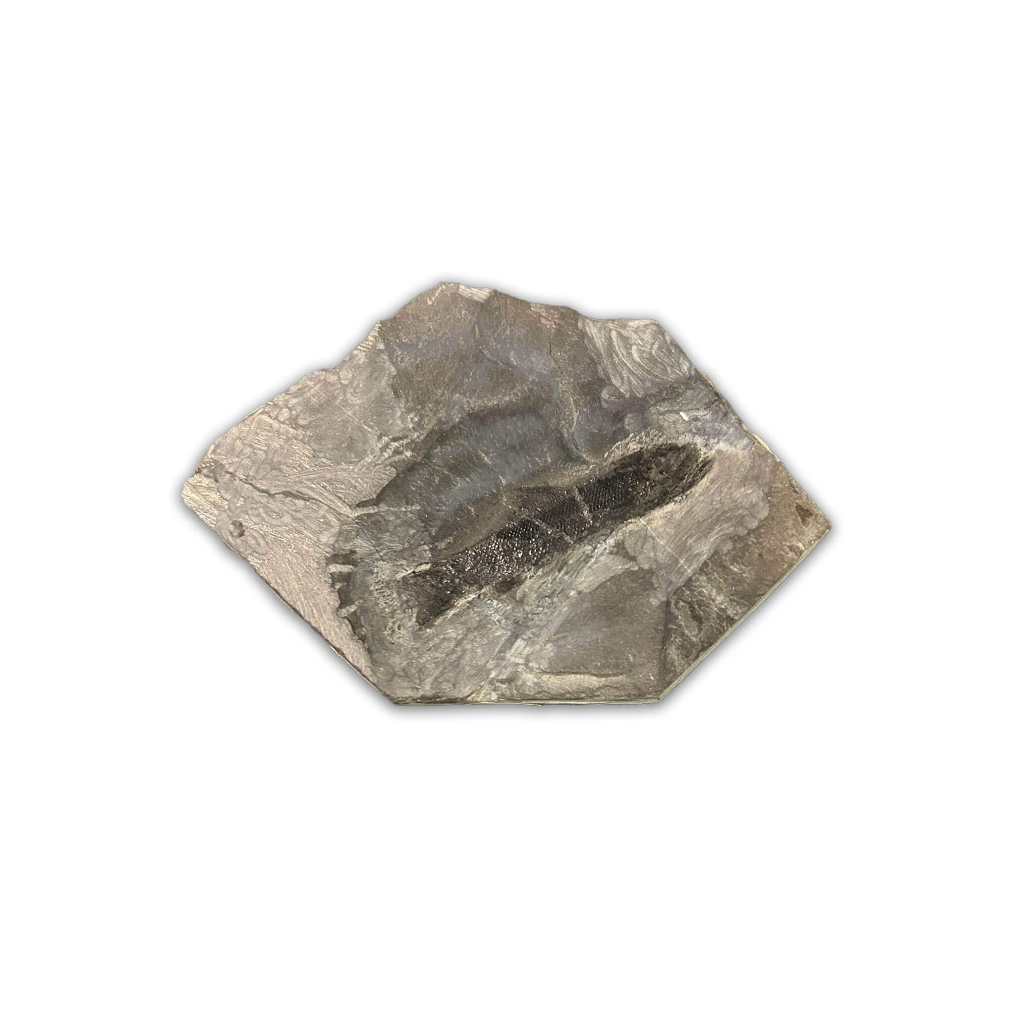 Paramblypterus Fossil aus dem Perm (Rotliegendes) von Odernheim, ca. 280 Millionen Jahre alt